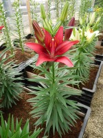 [5013 Tiny Ghost No02.JPG]